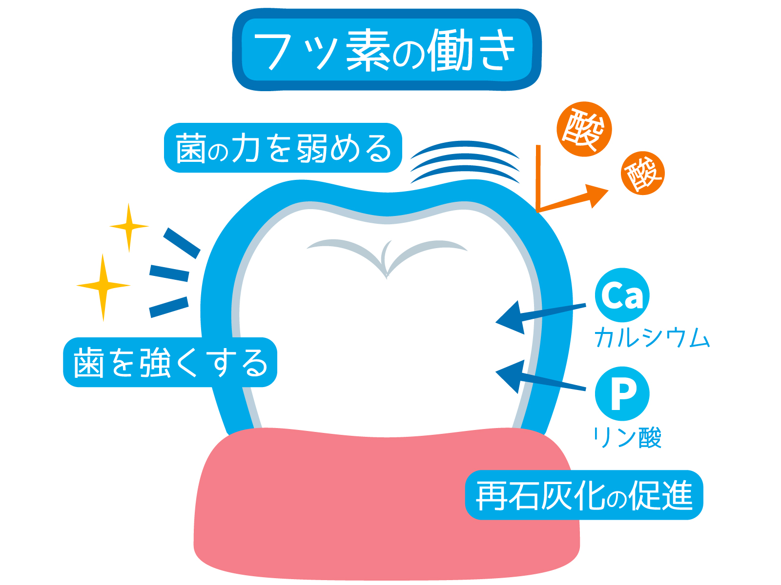 フッ素の効果